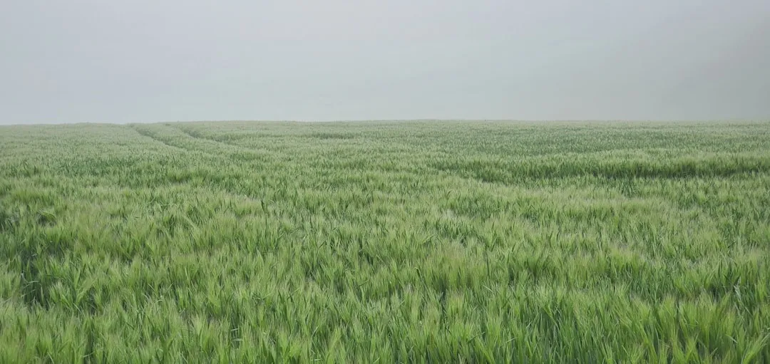 a large field of green grass with Konza Prairie Natural Area in the background