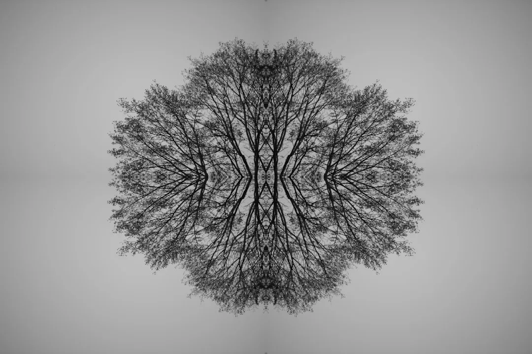 a black and white photo of a tree