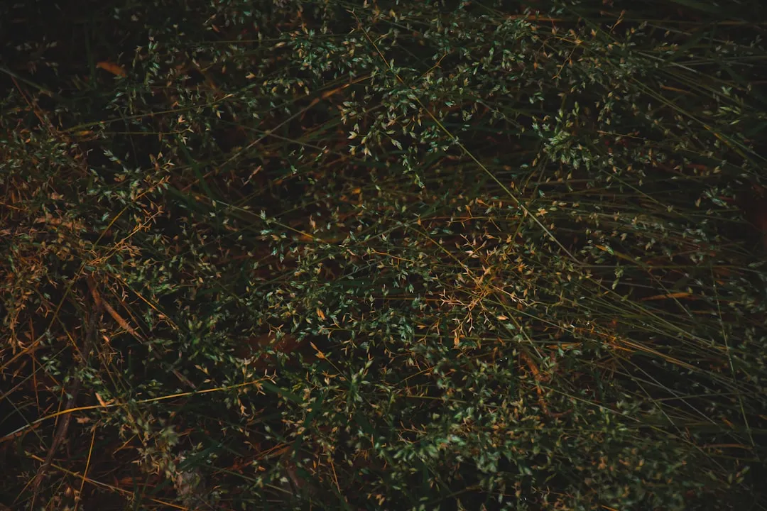 green grass field during daytime