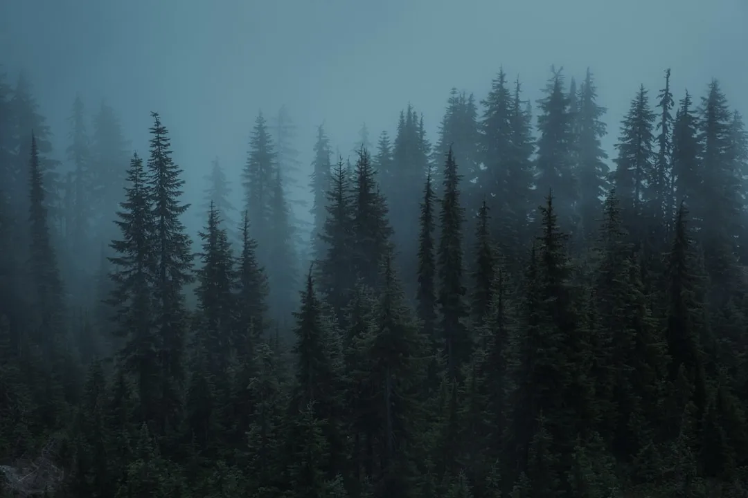 A forest filled with lots of tall trees