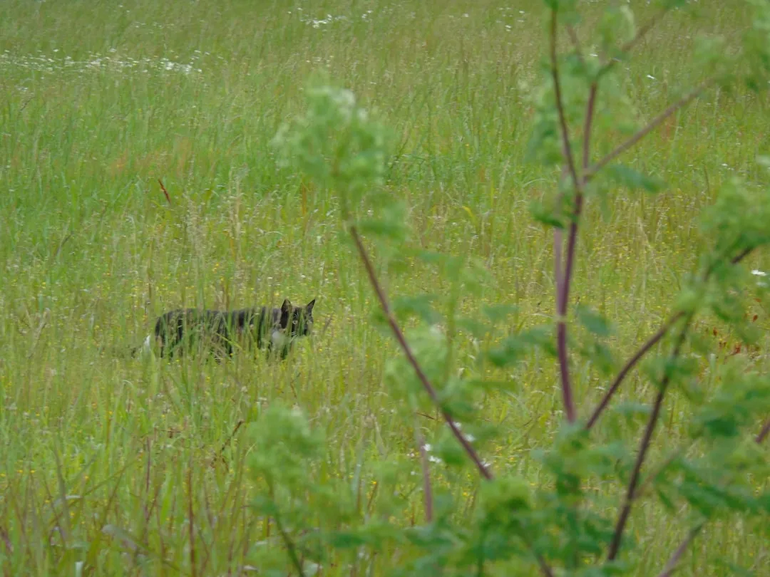 A wild cat walks through tall green grass.