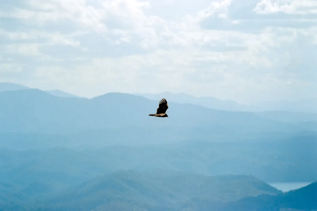 An eagle soars over distant blue mountains.