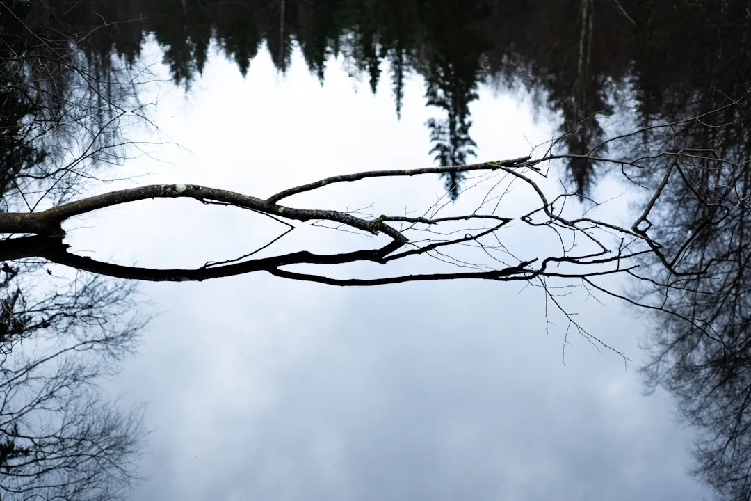 A reflection of a tree in a body of water