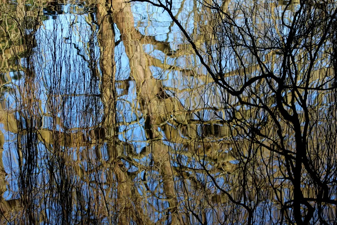 Trees and sky reflected in water's serene surface.