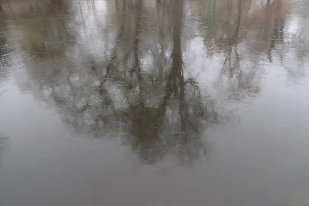 a group of trees reflected in a body of water