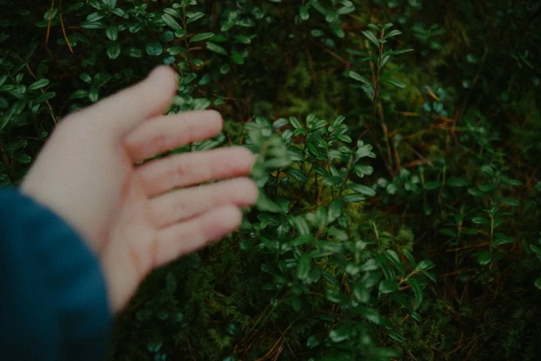 Hand reaching towards green forest undergrowth