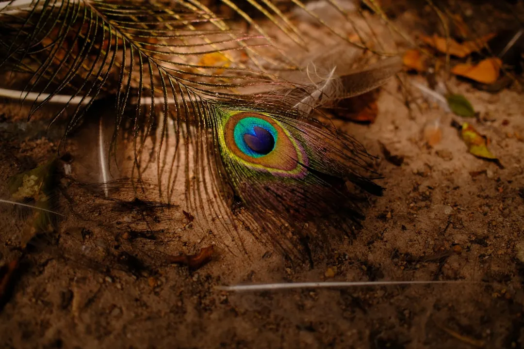 A stunning peacock feather on the ground.