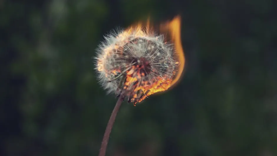 Close-up of a burning dandelion with flames in a dark outdoor setting.