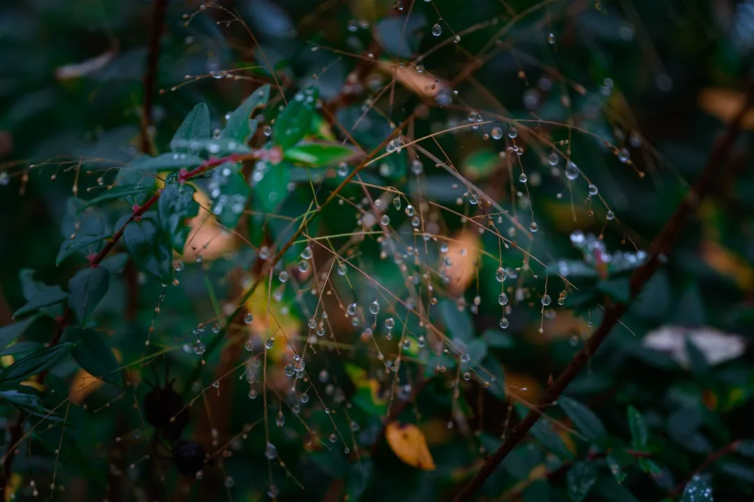A close up of water droplets on a plant