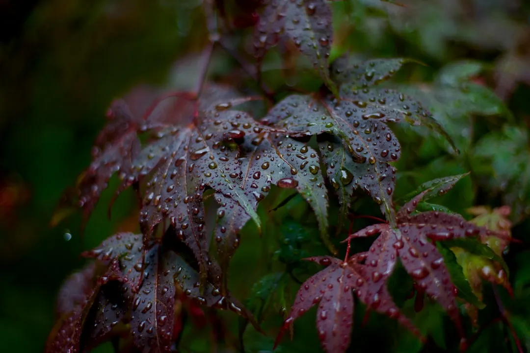 A close up of a leaf with water droplets on it
