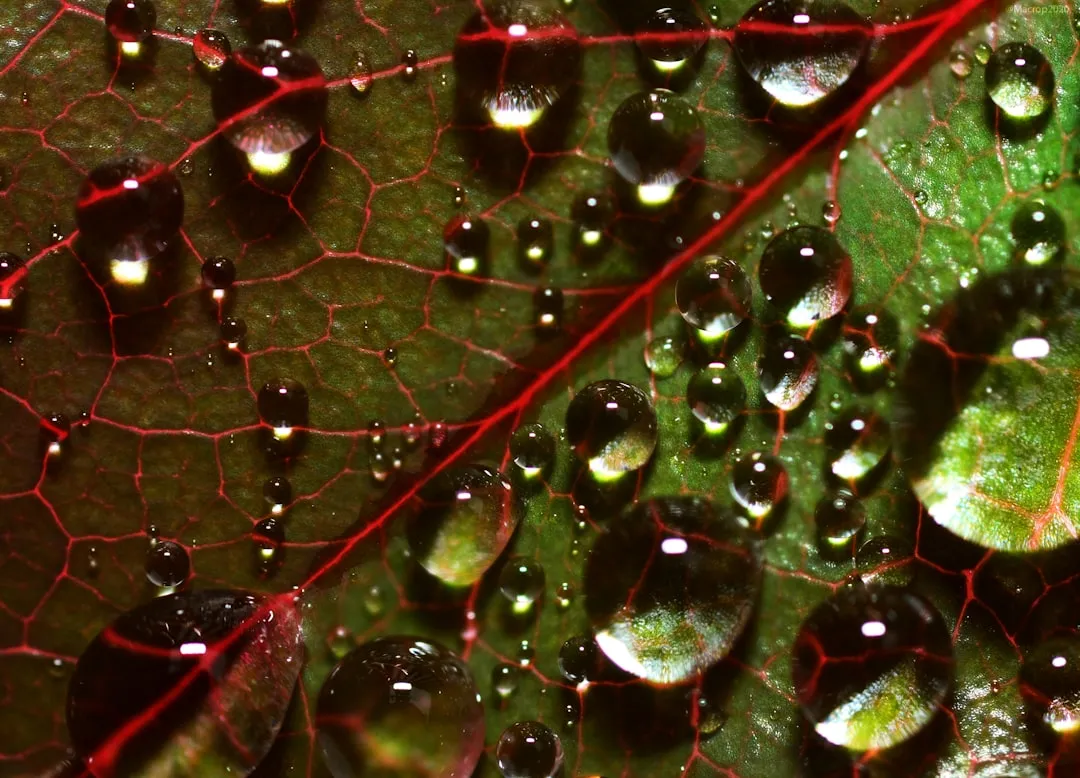 Water droplets sit on a leaf with intricate veins.