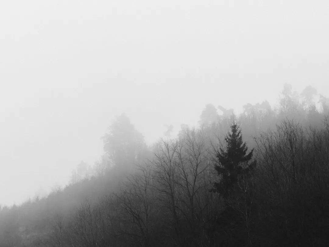 A black and white photo of a foggy forest