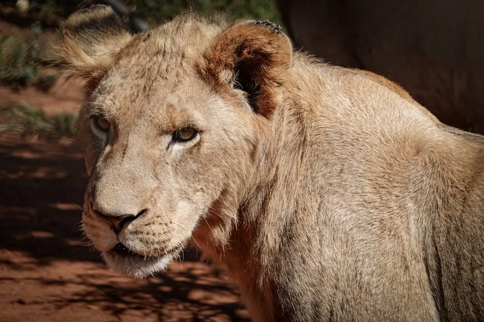 Close-up image of a lion in its natural habitat, showcasing its majestic features.
