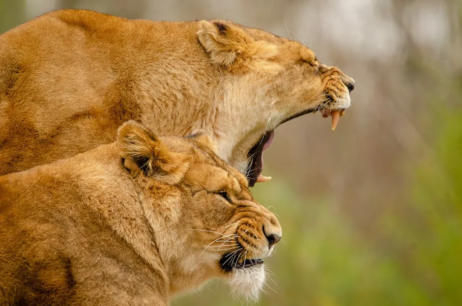 Close-up of two lionesses resting peacefully in their natural habitat.