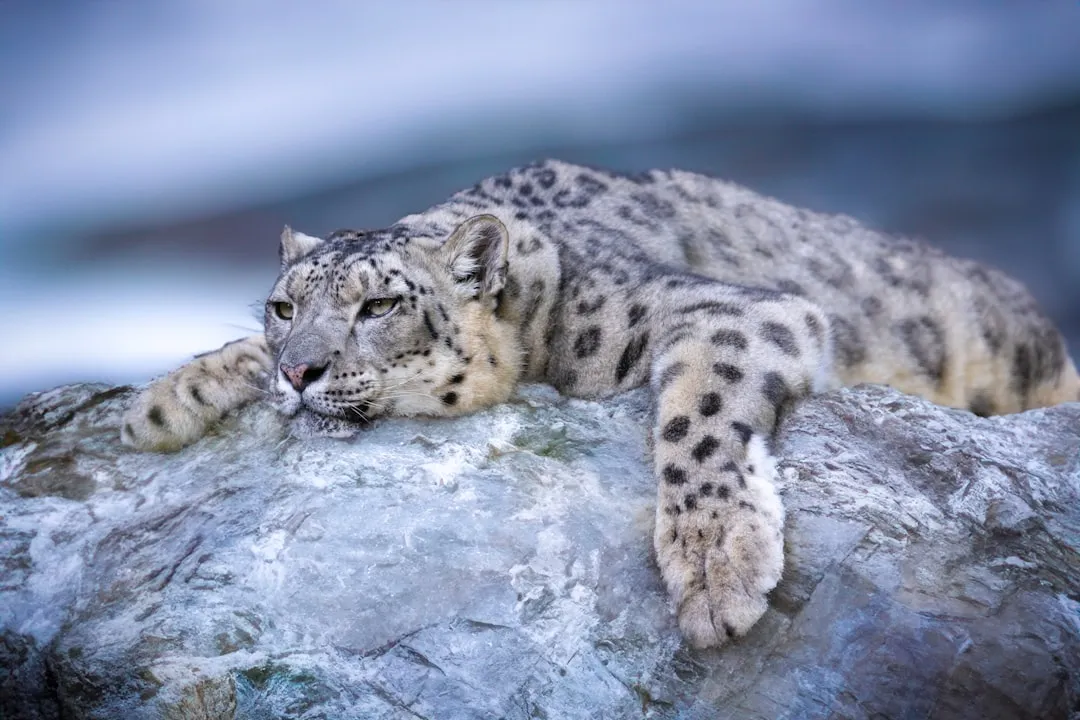 a snow leopard laying on top of a rock