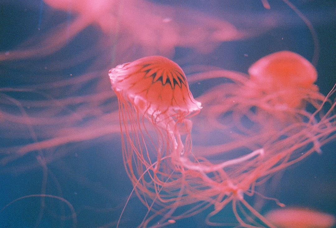 What Nobody Tells You About What Is A Consent Agenda