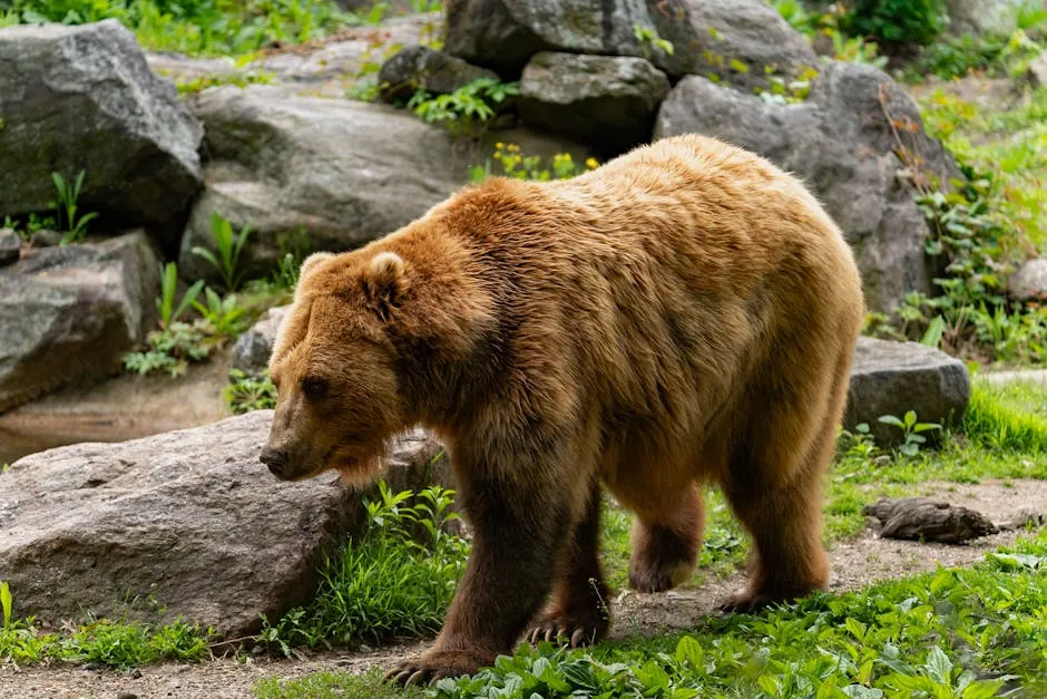 A powerful brown bear walks through a rocky natural habitat surrounded by greenery.